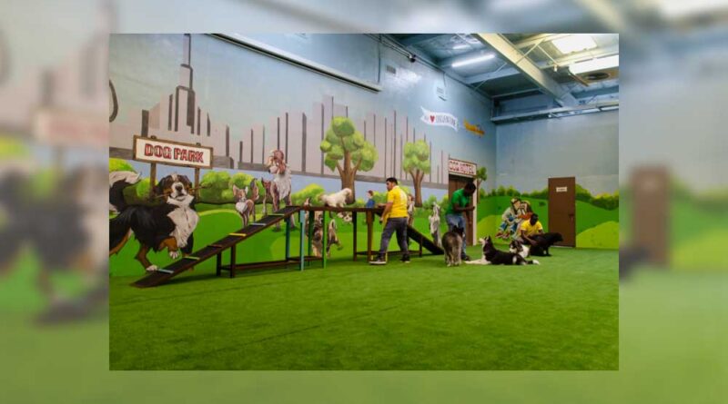 Puppy socialization classes, help your dog thrive in any environment