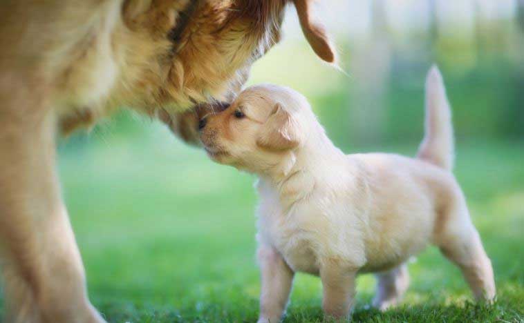 Puppy socialization classes, help your dog thrive in any environment