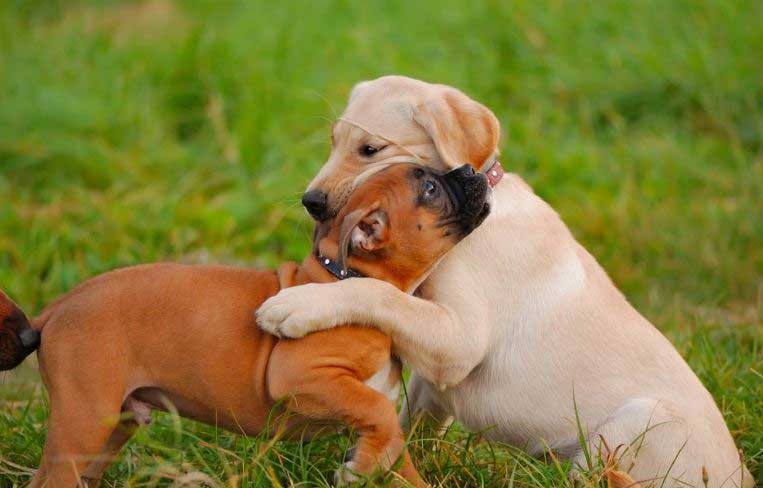 Puppy socialization classes, help your dog thrive in any environment